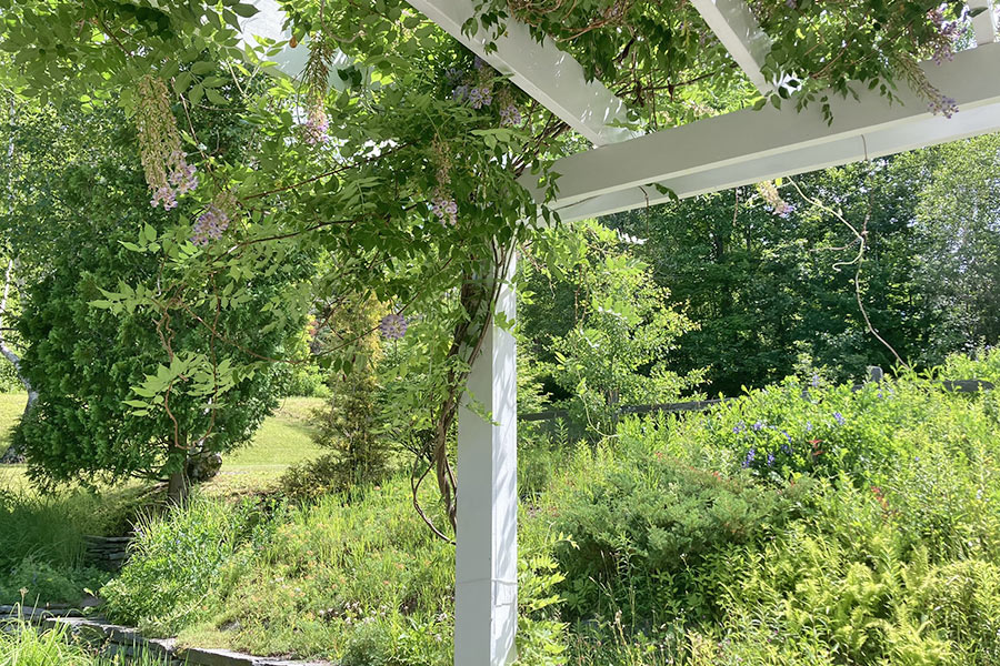 Delphinium covered patio