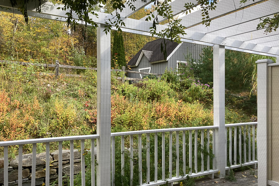 Delphinium porch