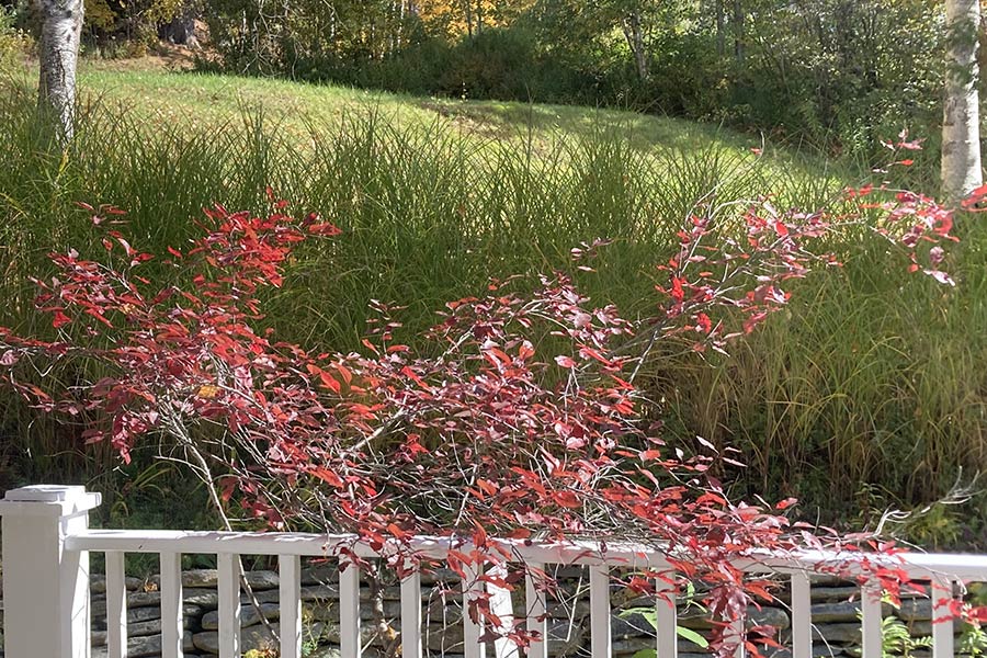 view from Magnolia room porch